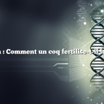 Question : Comment un coq fertilise-t-il les œufs ?